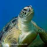 Green Turtle